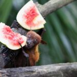 A bat, with fruit.