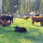 The initial testing phase took place with 15 collars on cattle at the Thibeault Ranch in B.C.