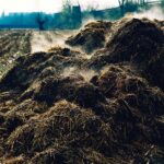 How long do growth promotants persist in soil and manure, and is there a risk they could enter surface or groundwater?