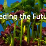 Seeding the Future: The cattle conundrum