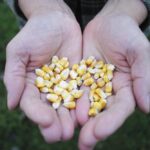 While feeding corn is not new to cattle feeders in Eastern Canada, it will be a new experience for many feeders in Western Canada.