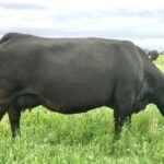 Cows on grass at Edie Creek Angus in Manitoba.