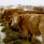 What if the beef industry could flip the public discourse on cattle and climate change from a threat to an opportunity?