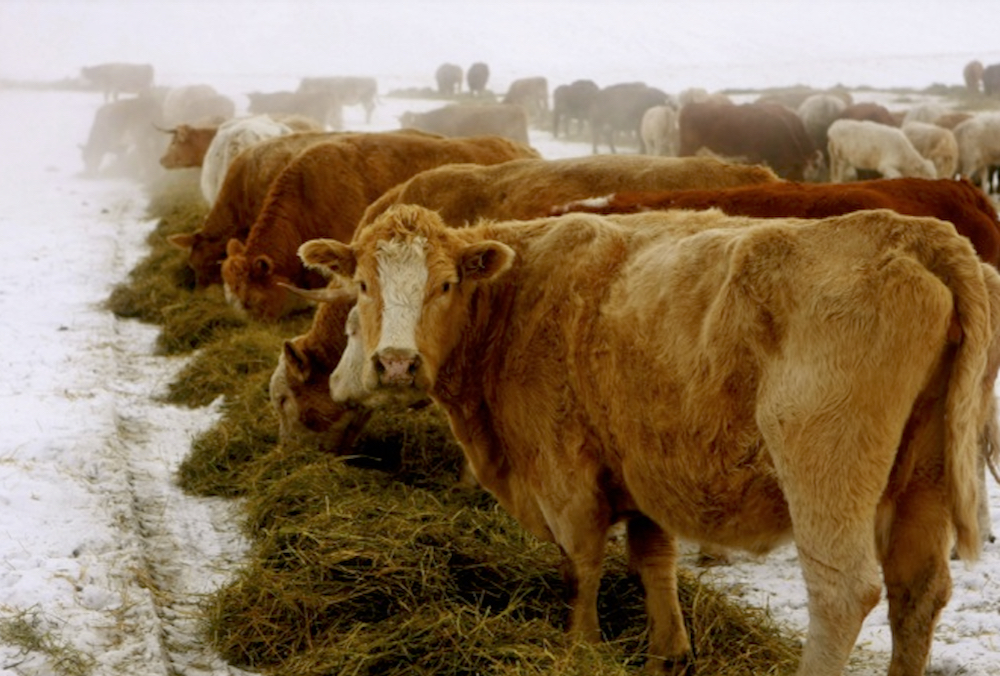 What if the beef industry could flip the public discourse on cattle and climate change from a threat to an opportunity?