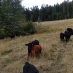 Cattle grazing at Kingsclere Ranch in the Columbia Valley of B.C. Jeff Braisher produces beef and timber on the land he own and manages, balancing between forestry and beef production.