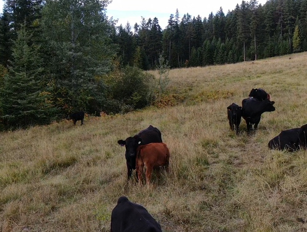 Cattle grazing at Kingsclere Ranch in the Columbia Valley of B.C. Jeff Braisher produces beef and timber on the land he own and manages, balancing between forestry and beef production. 