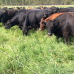 Cattle grazing at B-C Ranch near Dorintosh, Sask.