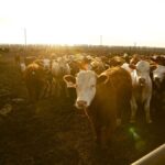 cows in a feedlot