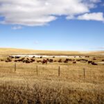 CCA reports: Taking stock of 2021