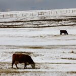 Tips for winter water systems for cattle
