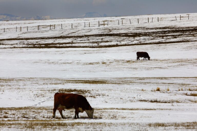 Tips for winter water systems for cattle Canadian Cattlemen