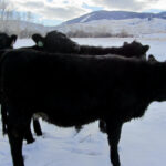 A heifer not only needs to maintain body condition and grow a fetus through the winter, but also grow herself.