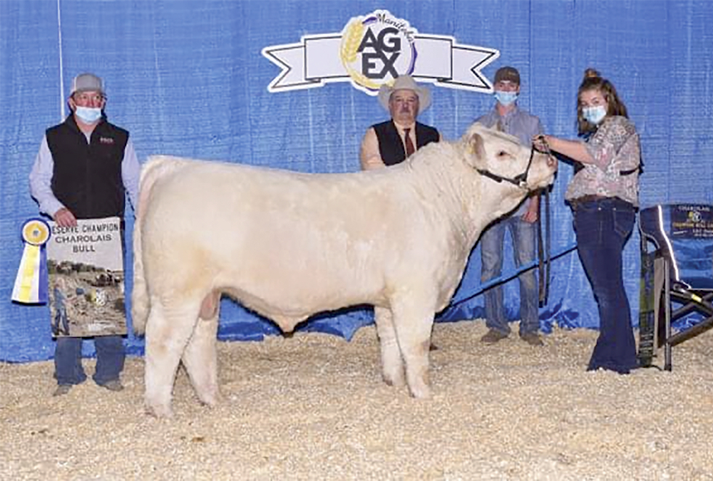 Manitoba Ag Ex Reserve Champion Bull — Beck’s Thread 2176J. He was the Manitoba Ag Ex Bull Jackpot Champion earlier in the week. Owned by Beck Farms.
