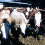 File photo of a feedlot in the U.S. where cash prices have hit multi-year highs.