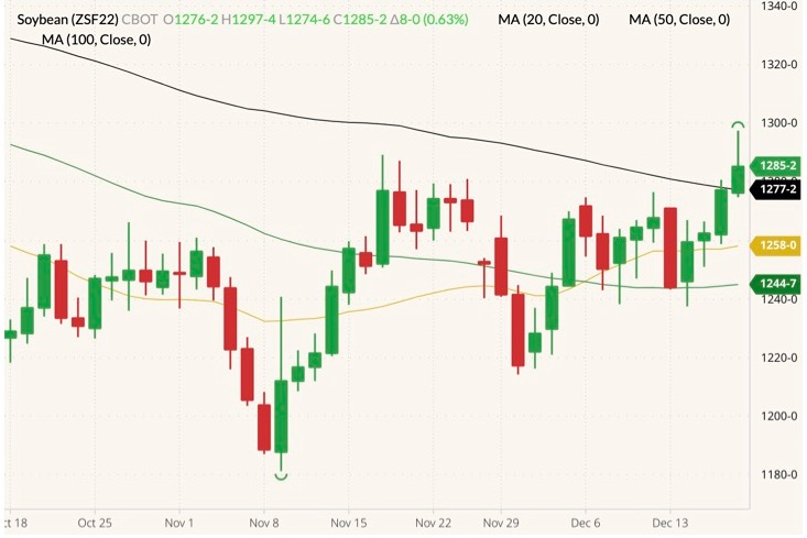 CBOT January 2022 soybeans (candlesticks) with 20-, 50- and 100-day moving averages (yellow, dark green and black lines). (Barchart)
