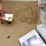 Producers can ask the Canadian Grain Commission to do a sample analysis when they disagree with an elevator — but currently they have to be present when the sample was taken and must launch the dispute process at that time. (CGC photo)