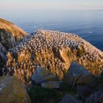 A northern gannet colony at the Cape St. Mary’s Ecological Reserve on Newfoundland’s Avalon Peninsula. (Benedek/E+/Getty Images)