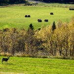 A deer pauses in a hay field. Organizations such as the World Wildlife Fund are looking at ways to monitor and measure everything from soil carbon to biodiversity on land managed by ranchers.