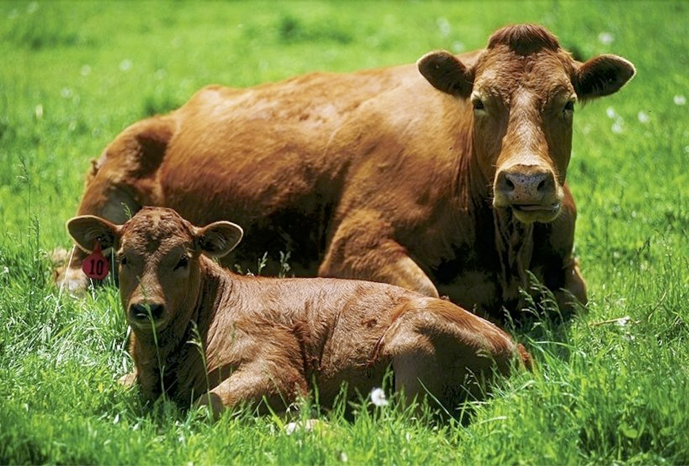 Feeding more forages and silage to cattle can give producers the ability to plant polycultures, the roots of which help increase soil biology.