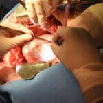 A view of the pig heart used in the transplant, before its removal from the pig, on Jan. 7, 2022. (Medschool.umaryland.edu)