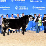Canadian Western Agribition Speckle Park Grand Champion Bull: KFC Gladiator 1G. Exhibited and owned by KFC Farms Ltd.
