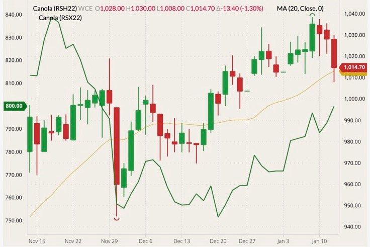 ICE March 2022 canola (candlesticks) with 20-day moving average (yellow line) and November 2022 canola (green line, left column). (Barchart)
