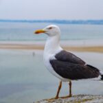 File photo of a great black-backed gull standing on a fortress wall at the port city of Saint-Malo in northern France. (Sjo/iStock/Getty Images)