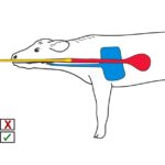 A screen shot from a video demonstrating proper head position for the calf when tube feeding. The video was created by the Beef Cattle Research Council.