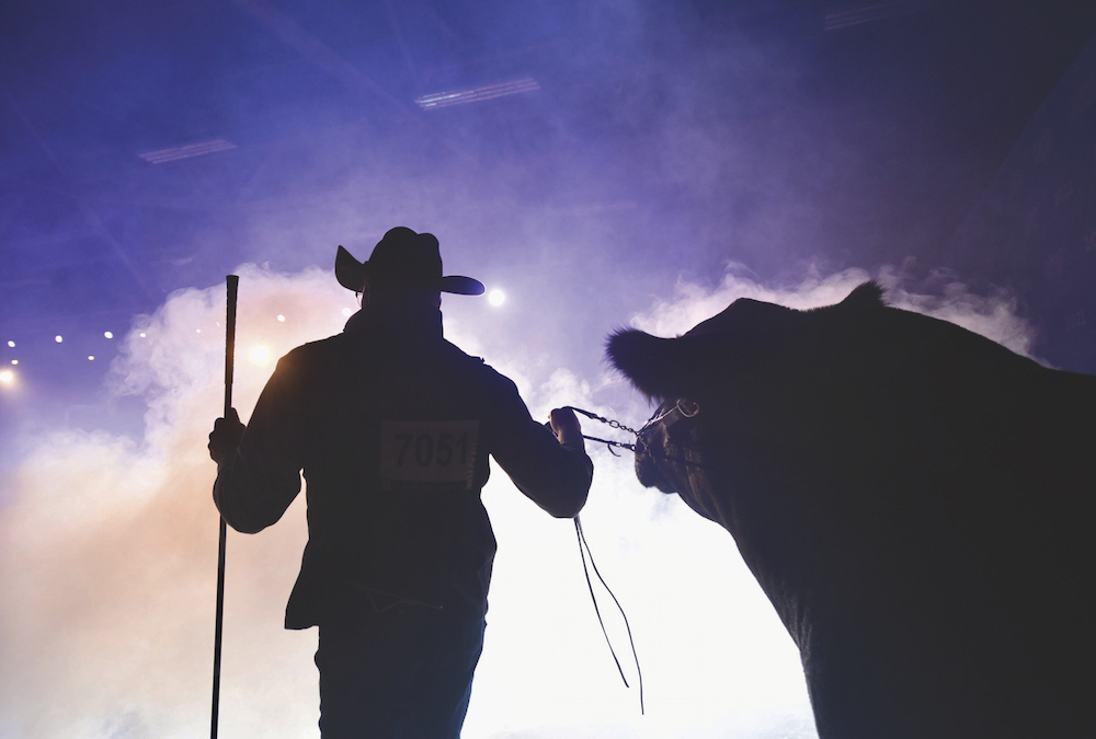 Lee Wilson and DMM Maximus 18G, two-year-old Black Angus bull, owned by Miller Wilson Angus and Little Willow Creek of Bashaw, Alta. DMM Maximus was Supreme Champion Bull at 2021 Farmfair International.