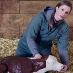 Dr. Claire Windeyer demonstrates ways to revive a distressed newborn calf in a video by the Beef Cattle Research Council.