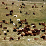 One of the essential nutrients cattle fall short of grazing dry pastures and consuming crop residue is vitamin A.