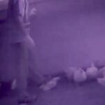 (Video screengrab for MercyForAnimals.org)
