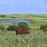 Raising cattle helps preserve wetland ecosystems.