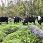 Laura and Ryan Plett’s Black Angus cattle “with a Hereford influence” graze a highly forested area of the Sawmill Creek Livestock. Laura Plett says the cattle grazed in heavy bush for about a month this past summer because — thanks to the moisture-preserving shade provided by the trees — those were the only areas still producing grass.