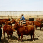 Checking cattle at a feedlot. Recent research suggests that controlling inflammation may reduce cases of bacterial pneumonia.