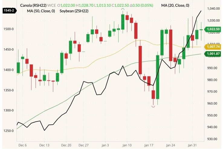 ICE March 2022 canola (candlesticks, right column) with 20- and 50-day moving averages (yellow and dark green lines) and CBOT March 2022 soybeans (black line, left column). (Barchart)
