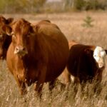 Feeding the pregnant beef cow