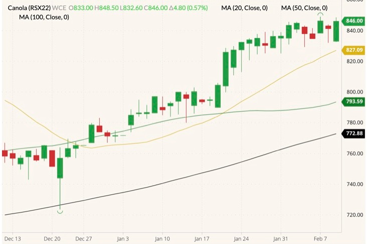 ICE November 2022 canola (candlesticks) with 20-, 50- and 100-day moving averages (yellow, dark green and black lines). (Barchart)
