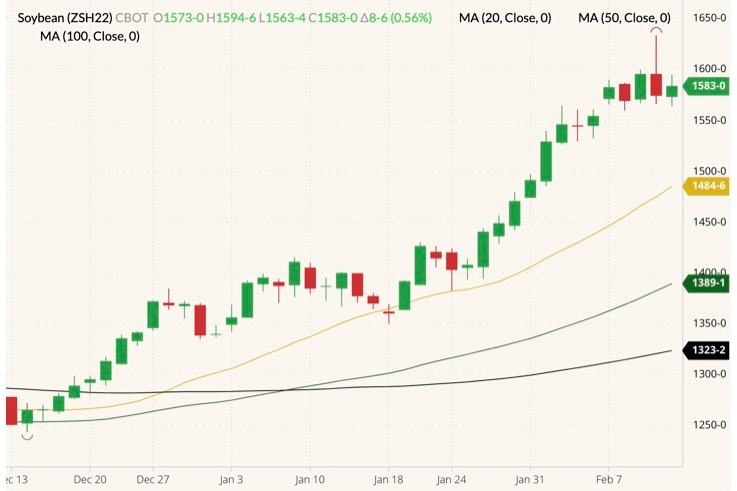 CBOT March 2022 soybeans (candlesticks) with 20-, 50- and 100-day moving averages (yellow, dark green and black lines). (Barchart)

