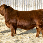RED DMM RUMBLE 74J, named the Red Show Bull of the Year.