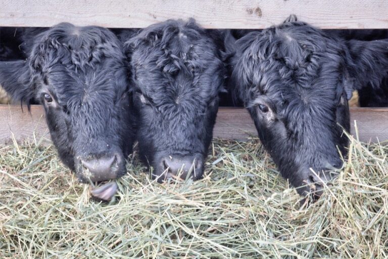 Klassen Weather factors influence calf prices Canadian Cattlemen