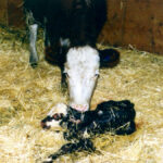 Colostrum is an important source of nutrients for newborn calves in addition to providing passive immunity.