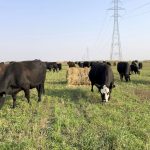 Small-bale grazing with intercrop regrowth at the MBFI Johnson Farm.
