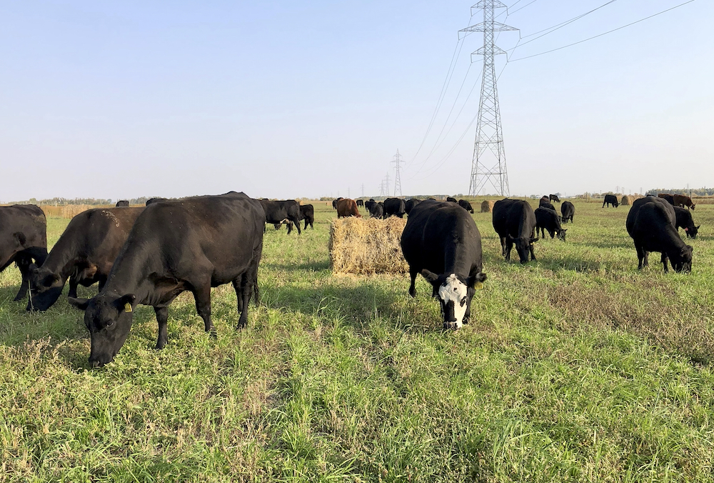 Small-bale grazing with intercrop regrowth at the MBFI Johnson Farm.