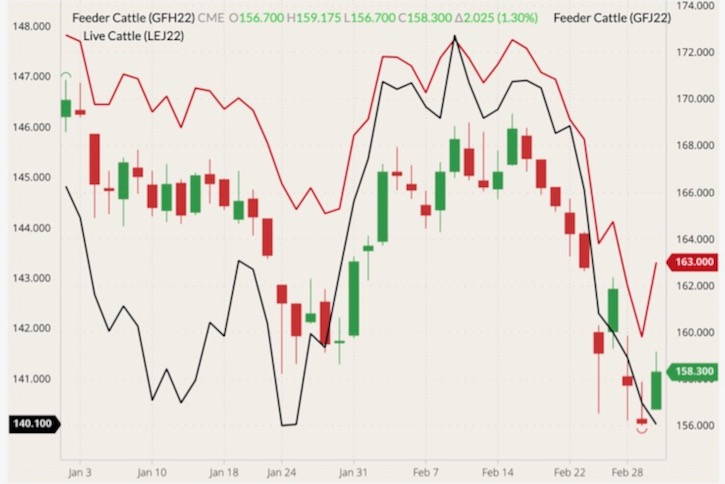 CME March 2022 feeder cattle (candlesticks, right column) with April 2022 feeder cattle (red line, right column) and April 2022 live cattle (black line, left column). (Barchart)
