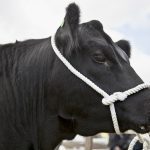 An Angus bull wearing a rope halter at a cattle show.