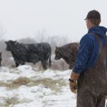 Mitch and Melissa Stuart examine the herd in this still from a Beef Cattle Research Council video on calculating a bull's value.