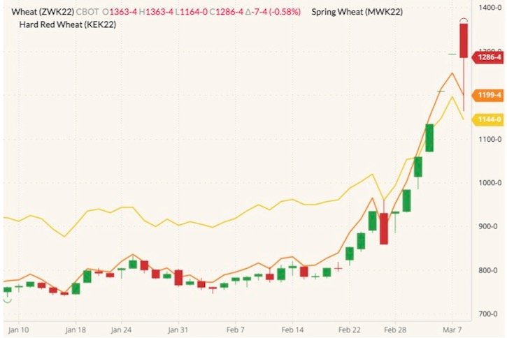 CBOT May 2022 wheat (candlesticks) with MGEX May 2022 spring wheat (yellow line) and K.C. May 2022 wheat (orange line). (Barchart)
