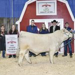 SOS Timber PLD 88J, Grand Champion Ranchers’ Choice Bull at the Canadian Bull Congress in Camrose.