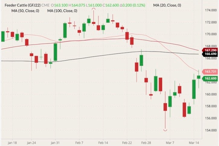 CME April 2022 feeder cattle (candlesticks) with 20-, 50- and 100-day moving averages (pink, dark red and black lines). (Barchart)

